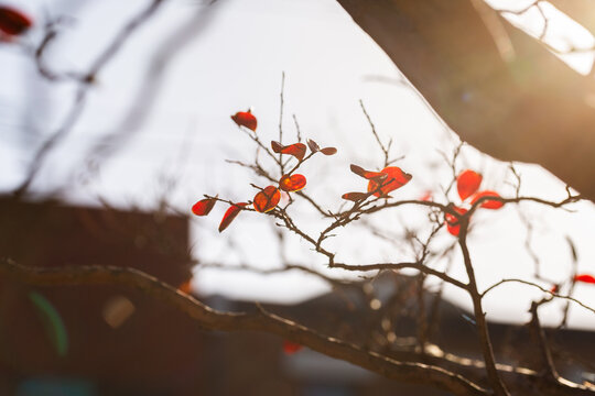 Small red orange rounded leaves on twigs of wintry tree