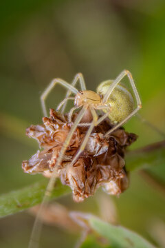 Close-up of a pale green spider resting on a dried wildflower in a natural meadow. Macro wildlife photography with soft background and fine details.
