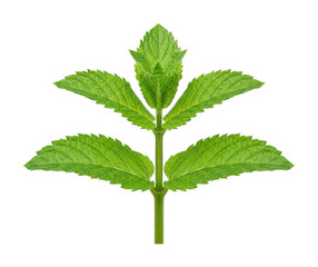 Fresh mint sprig png Green mint sprig png Organic mint leaf png Healthy mint plant cutout Vibrant isolated transparent background image © maruf