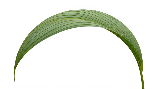 Green leafy arch shape design with natural texture