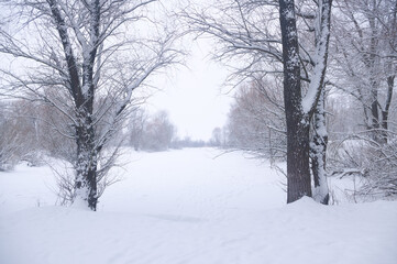Fototapeta premium A winter landscape on a cloudy day.