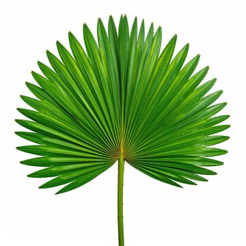 Vibrant green fan-shaped leaf with radiating veins on a stem