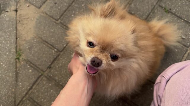 Fluffy cream-colored Pomeranian dog being petted under chin by person outdoors, happy expression with tongue out on paved ground. Pets, companionship, love