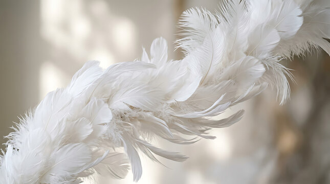 Feather detail with soft white texture