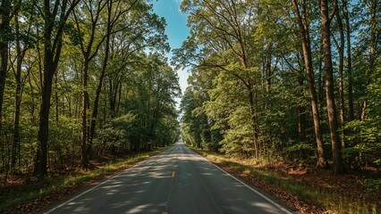 Fototapeta premium A rural road through a dense forest with tall trees and green foliage on both sides under a clear sky.