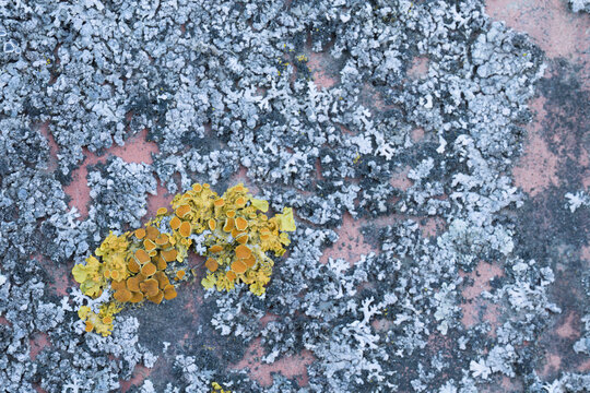 Lichen stone texture background
