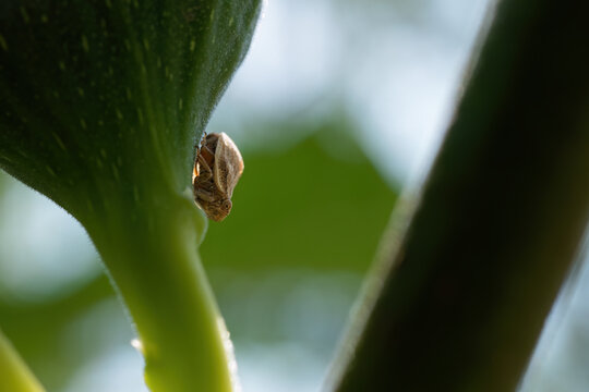 Leafhopper insect plant macro