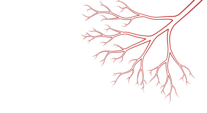 Red blood vessels or tree branch veins branching out into smaller capillaries on a clean white background.