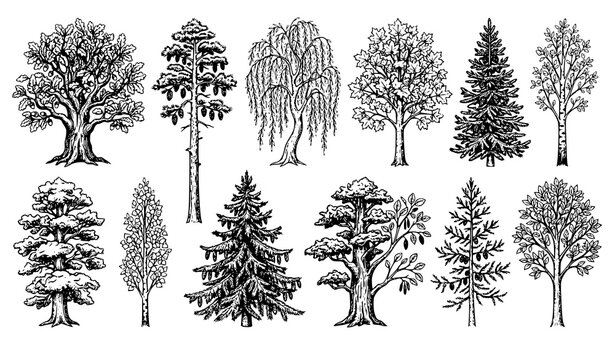 Trees sketch set with intricate black ink botanical engraving line art style hand drawn forest graphics