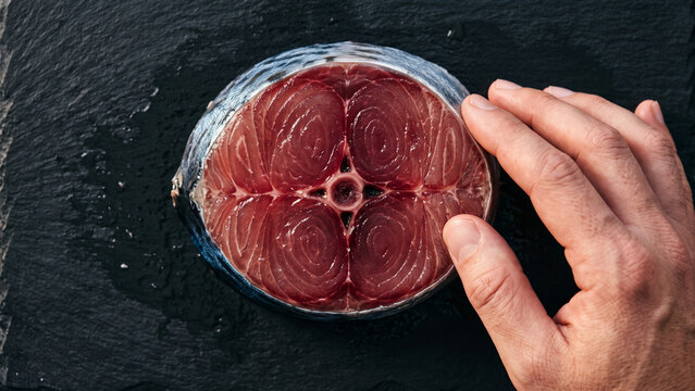 Top view of a fresh raw tuna steak on a dark slate background with a hand presenting the thick round slice of fish showing distinct muscle patterns and central bone