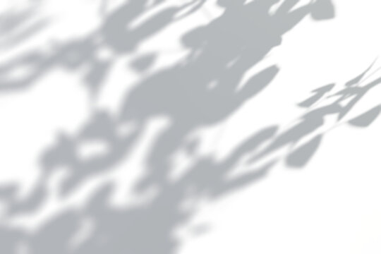 Tree branch shadow overlay effect on white background.