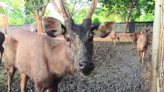 Close up of a deer standing in an outdoor enclosure