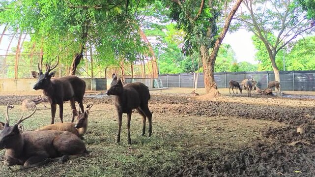 Herd of deer resting and standing on muddy ground