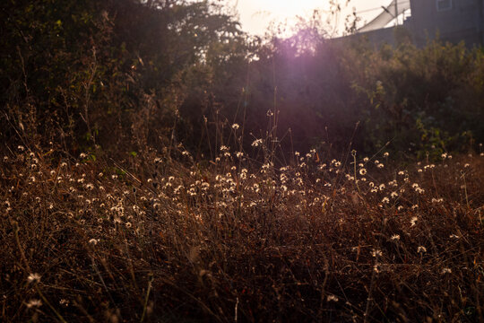 sun rays in the forest