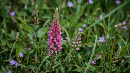 Fototapeta premium Pink flowering plant among green grass and purple flowers.