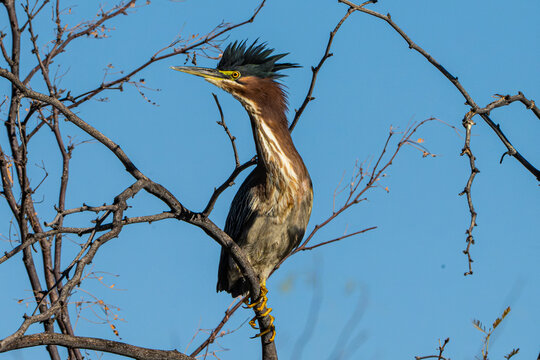 Green Heron (Butorides virescens) Photo, Perched, Having a Bad Feather Day