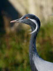 Demoiselle crane © Hana