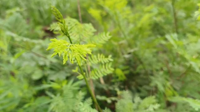 Close-up image of delicate green fern fronds growing naturally in a lush outdoor environment.