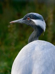 Demoiselle crane © Hana