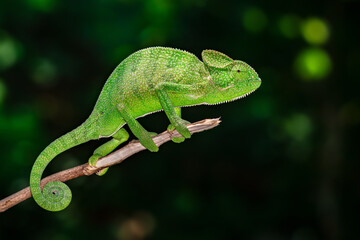 The Indian chameleon is a species of chameleon found in Sri Lanka, India, Pakistan and select other parts of South Asia. Like other chameleons, this species moves slowly with a bobbing. © Rahul