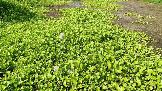 Close-up view of dense green clover plants with delicate white flowers in a vibrant outdoor field.
