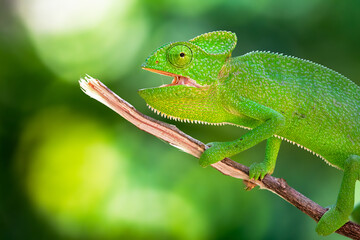 The Indian chameleon is a species of chameleon found in Sri Lanka, India, Pakistan and select other parts of South Asia. Like other chameleons, this species moves slowly with a bobbing. © Rahul