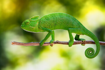 The Indian chameleon is a species of chameleon found in Sri Lanka, India, Pakistan and select other parts of South Asia. Like other chameleons, this species moves slowly with a bobbing. © Rahul