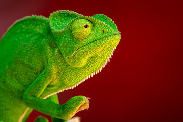 The Indian chameleon is a species of chameleon found in Sri Lanka, India, Pakistan and select other parts of South Asia. Like other chameleons, this species moves slowly with a bobbing. © Rahul