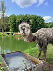 Fototapeta premium Funny Grey Alpaca Looking at Camera near Lake on Eco Farm
