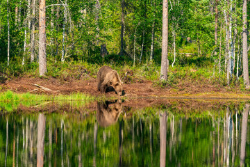 Wild brown bear (Ursus arctos) in a forest in Finland - selective focus © beataaldridge