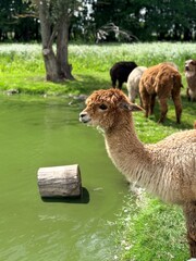 Fototapeta premium Fluffy Light Brown Alpaca Portrait by Lake on Eco Farm