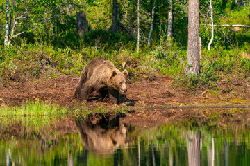 Wild brown bear (Ursus arctos) in a forest in Finland - selective focus © beataaldridge
