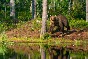 Wild brown bear (Ursus arctos) in a forest in Finland - selective focus © beataaldridge