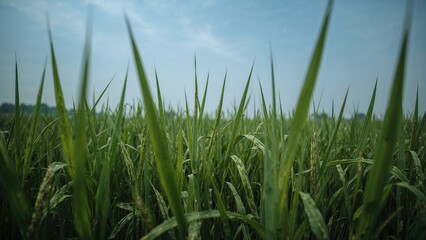 Obraz premium Tall green grass in a field with a blue sky and clouds.