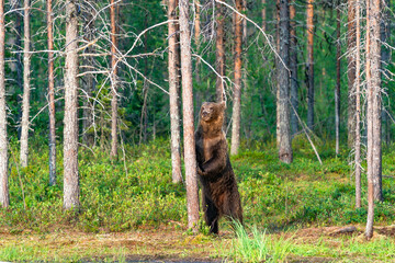 Wild brown bear (Ursus arctos) in a forest in Finland - selective focus © beataaldridge