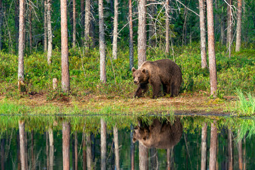 Wild brown bear (Ursus arctos) in a forest in Finland - selective focus © beataaldridge