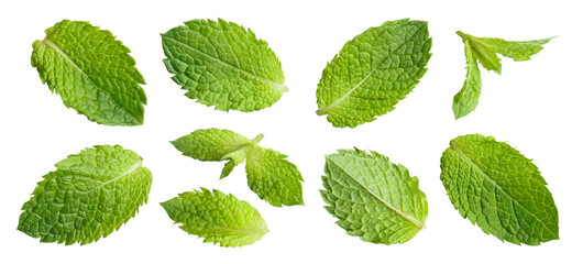 Set of fresh mint leaves, isolated on transparent cutout background © Yeti Studio