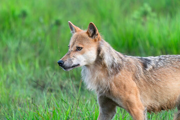 Fototapeta premium Wild grey wolf (Canis lupus) in Finland - selective focus