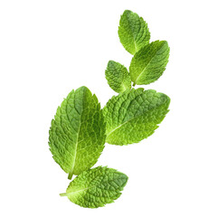 Floating fresh mint leaves, isolated on transparent cutout background © Yeti Studio