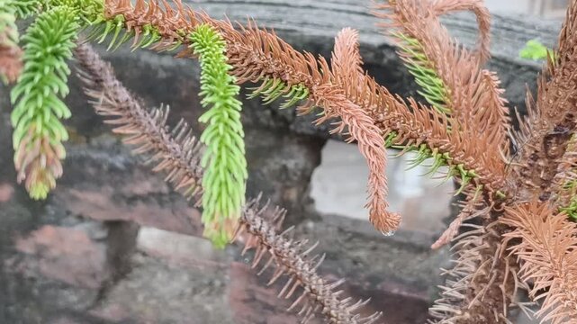 Macro view of unique epiphytic plants growing on rough, textured rock surface in natural setting