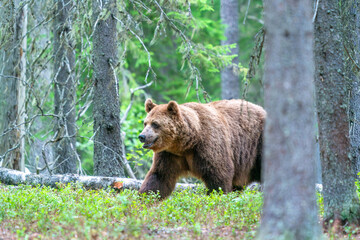 Wild brown bear (Ursus arctos) in a forest in Finland - selective focus © beataaldridge