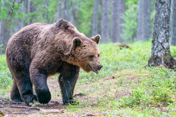 Wild brown bear (Ursus arctos) in a forest in Finland - selective focus © beataaldridge