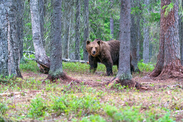 Wild brown bear (Ursus arctos) in a forest in Finland - selective focus © beataaldridge