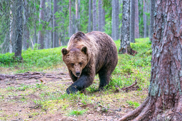 Wild brown bear (Ursus arctos) in a forest in Finland - selective focus © beataaldridge