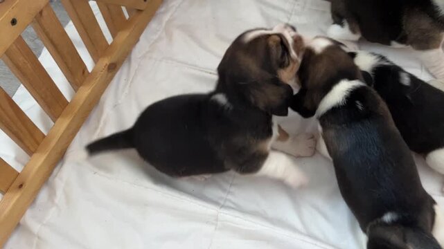 Plump little beagle puppies scatter across the enclosure, falling asleep on the move after a hearty meal