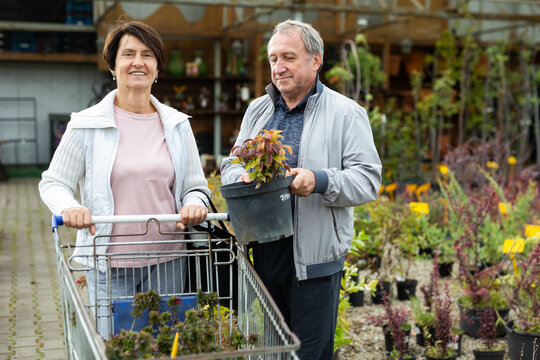 Elderly man and woman buyers carrying purchased plants in shopping trolley