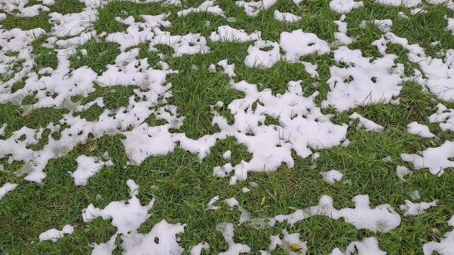 Patches of melting snow scattered across green grass, changing seasons, spring thaw, and natural landscape transition.