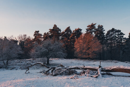 Winterlandschaft in Heide
