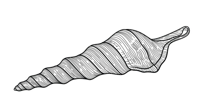 Intricate black and white line drawing of a long spindle-shaped seashell with detailed texture and spiral patterns.