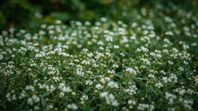 Cluster of small white flowers growing on green plants in a garden or natural setting.